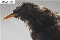 藏品(紅嘴黑鵯)的圖片